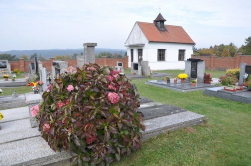 Koryta