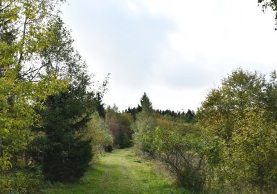 České Hamry, Omnium, 2020