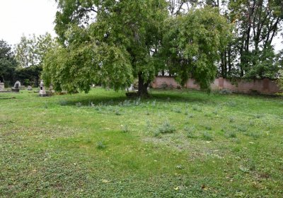 Všestudy, Omnium, 2020