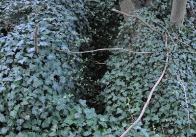 Podlesice, Omnium, 2020