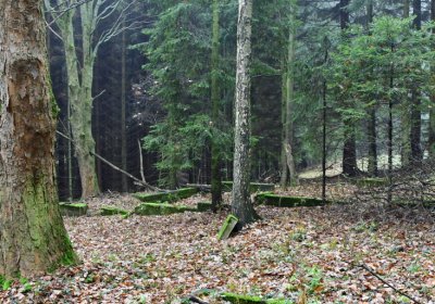 Menhartice, Omnium, 2020