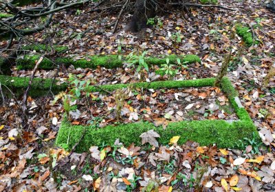 Menhartice, Omnium, 2020