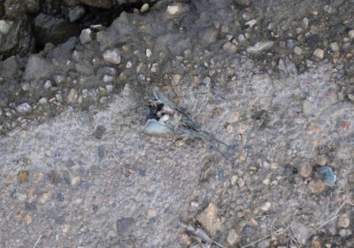 Přísečnice, Omnium, 2020