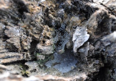 Přísečnice, Omnium, 2020