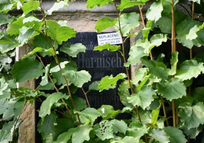 Městský hřbitov Bílina, Omnium, 2018