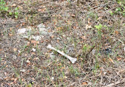 Židovský hřbitov Bílina, Omnium, 2018