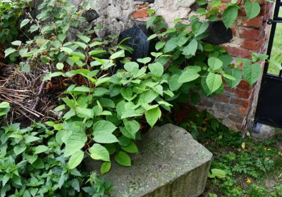 Mrzlice, Omnium, 2020