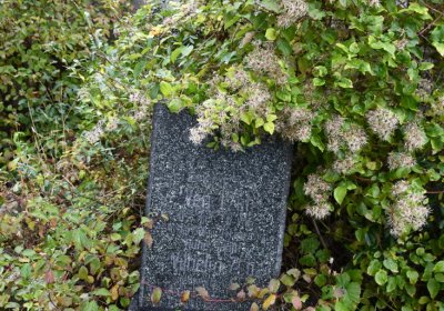 Mrzlice, Omnium, 2020