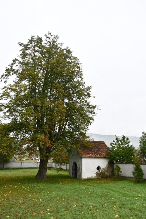 Skorotice