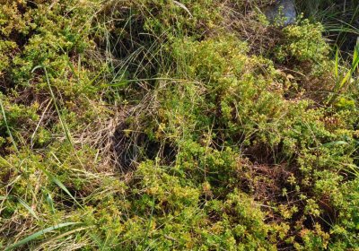 Marek Zdeněk, Větrovská Barbora, 2016