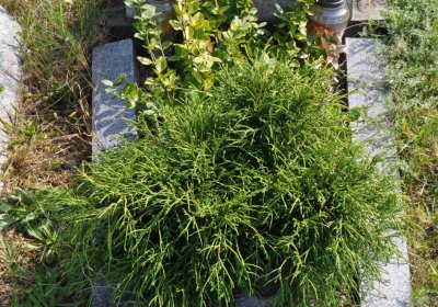 Marek Zdeněk, Větrovská Barbora, 2016